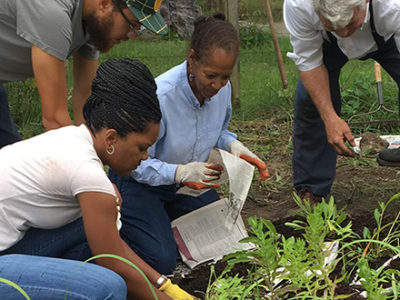 community planting the garden