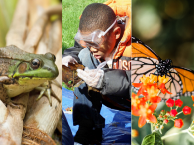 Collage of kayaker, frog, kid scientist, monarch butterfly, man holding fish