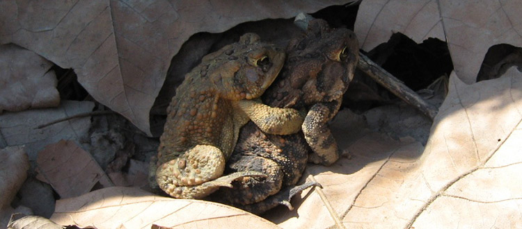 An American toad