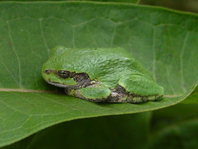 Eastern Gray Treefrog