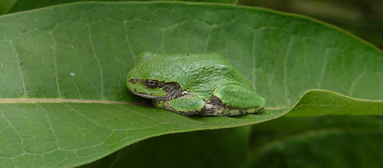 michigan gray tree frogs