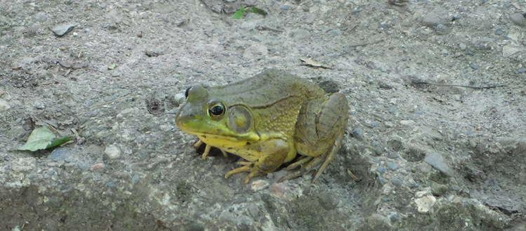 Frog & Toad Species Descriptions and Calls – Friends of the Rouge