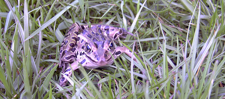 what does a michigan tree frog sound like