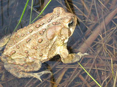 Toad photo