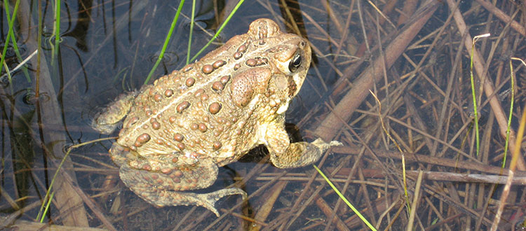 toad froglets