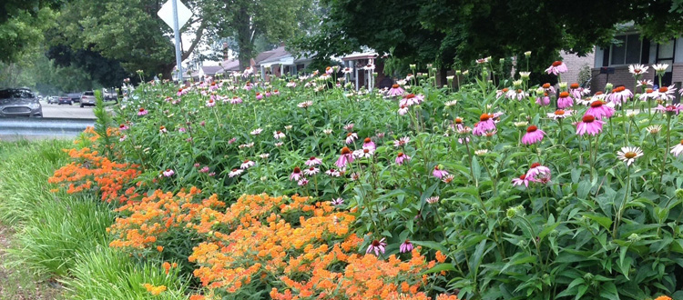 Native plants and pollinators shown in a suburban setting