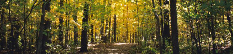 West Bloomfield Nature Preserve in the fall