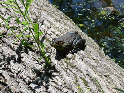 Bullfrog on a log