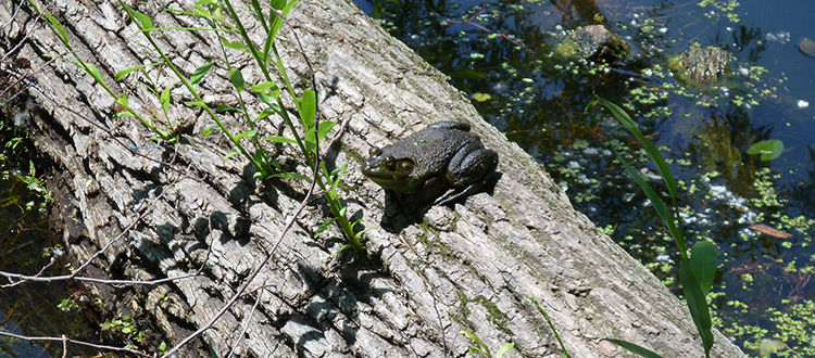 Bullfrog on a log