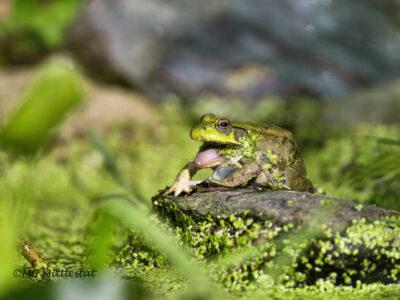 Green frog and duckweed. photo credit M Mittlestat