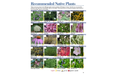 Native rain deals garden plants