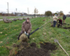 Citizen forester Elaine Piotrowski works to plant a tree in Patton Park, view facing north towards Dix Avenue