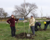 Citizen foresters Lindsey Schad and Peggy Harp plant a Green Mountain Sugar Maple in Patton Park, view facing northwest towards Dix Avenue