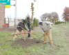 Greening of Detroit staff Melvyn Banks, Ayatallah el Amin, and Frank Anderson plant red oaks on the north side of Detroit’s Kemeny Park, view facing northwest.