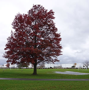 Mature tree in Kemeny Park, view facing northeast