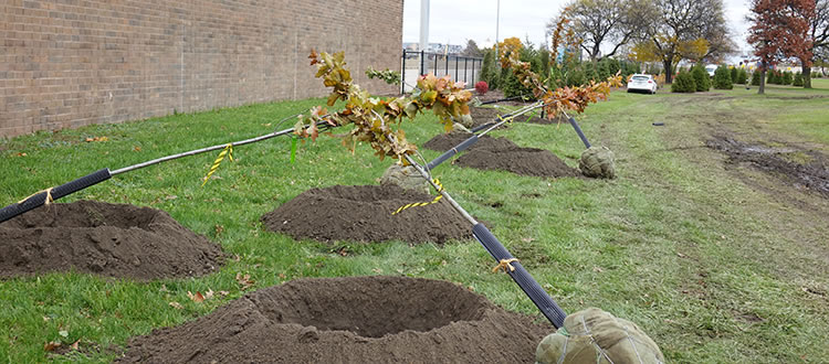 Red oaks awaiting planting in Detroit's Kemeny Park to screen Kemeny's playfields from I-75 and the Oil Refinery. Photo taken on the north side of Kemeny Park, view facing northeast.
