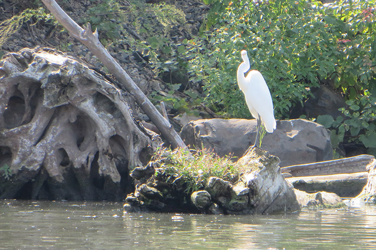 Egret on Rouge River