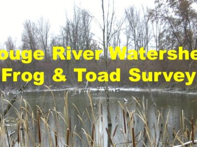 Rouge River Watershed Frog & Toad Survey