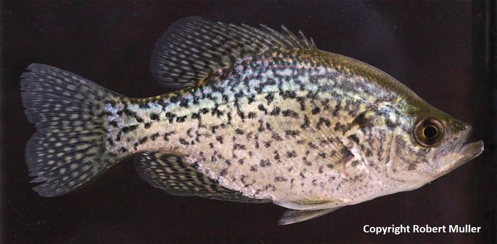 Black Crappie Friends Of The Rouge