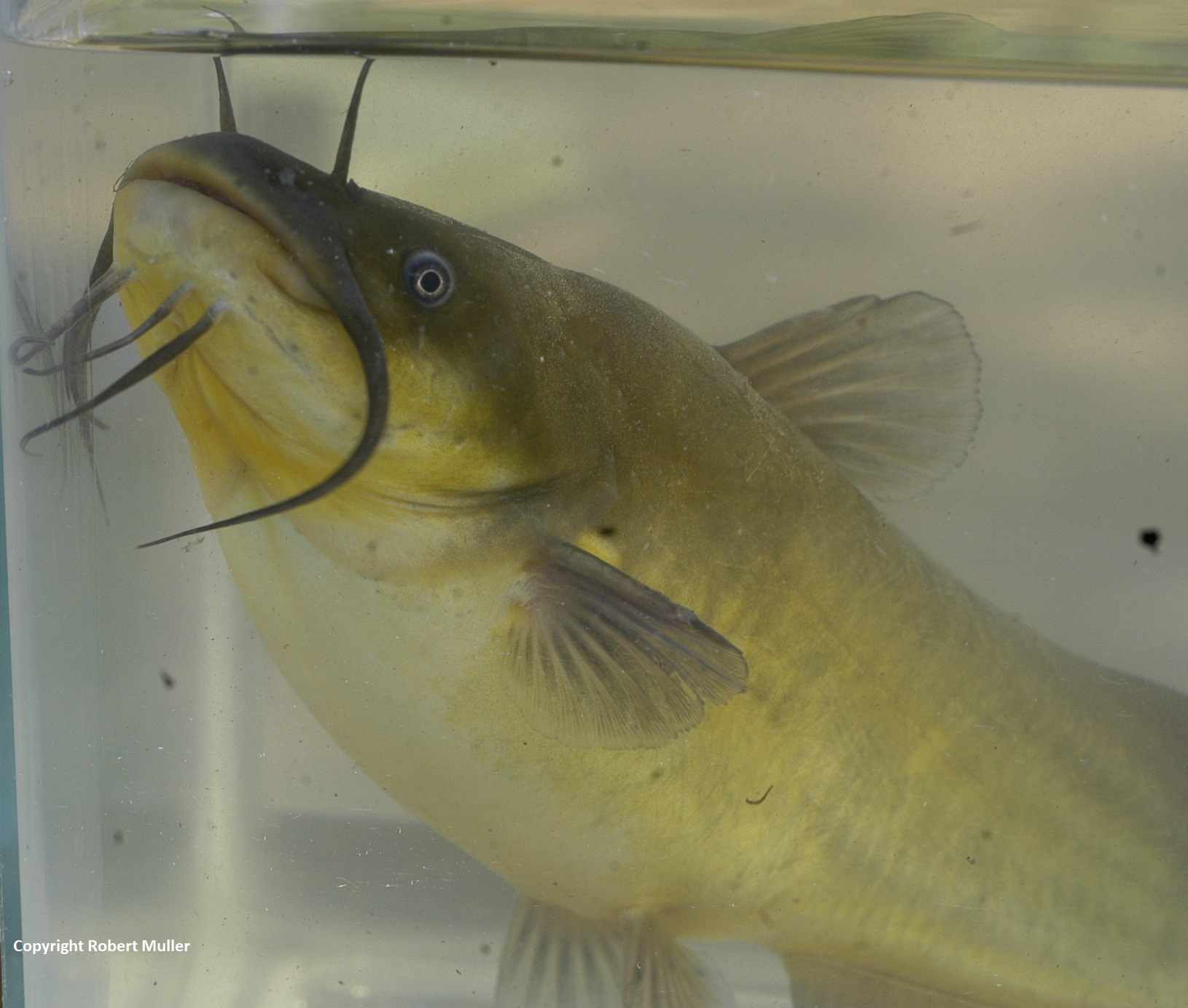 Brown Bullhead Friends of the Rouge