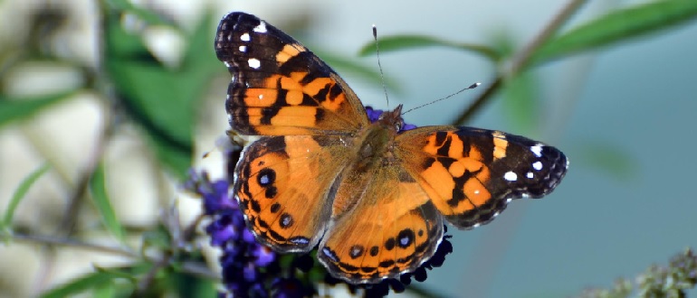 American Lady Butterfly