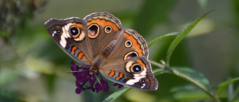 Common Buckeye Butterfly