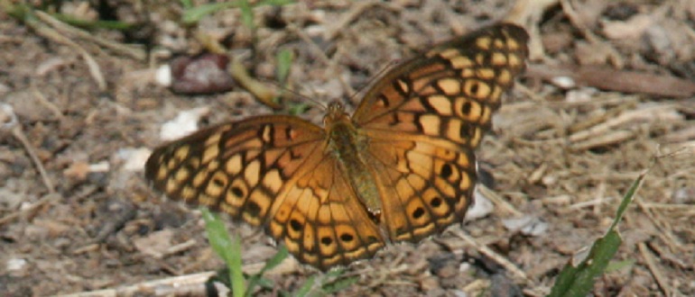 Variegated Frittilary Butterfly
