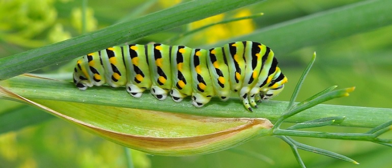 Eastern Black Swallowtail Caterpillar