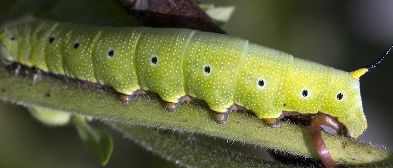 Hummingbird Sphinx Moth Caterpillar