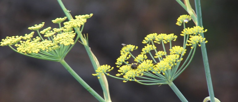 Fennel