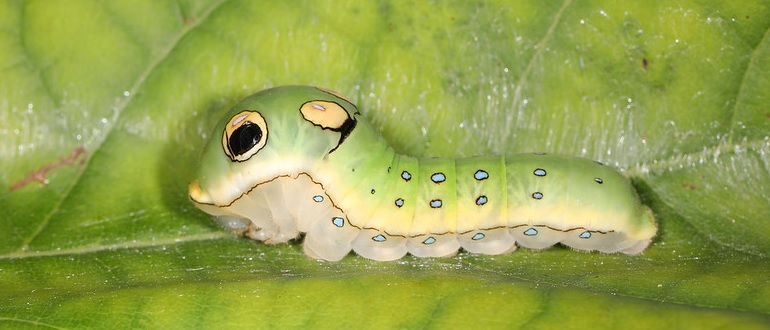 Spicebush Swallowtail Caterpillar