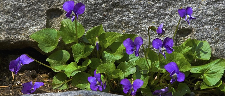 Violets