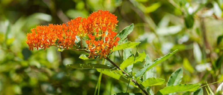 Butterfly Weed