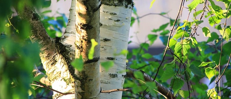 River Birch