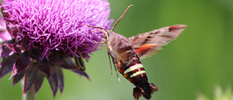 Hummingbird Sphinx Moth