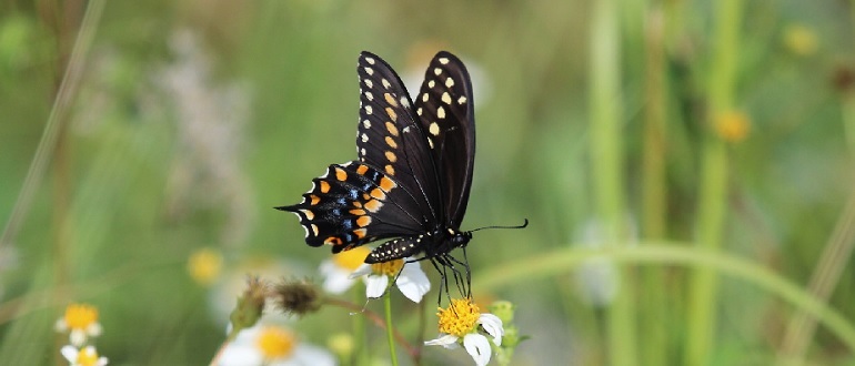 Eastern Black Swallowtail Butterfly