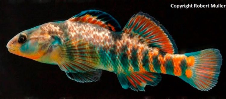 Rainbow Darter