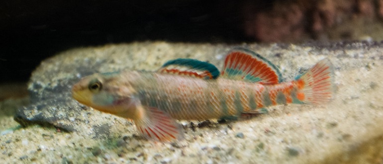 Rainbow darter care best sale