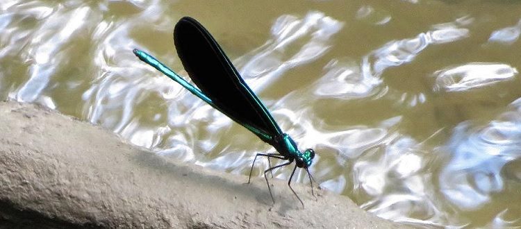 Ebony Jewelwing damselfly