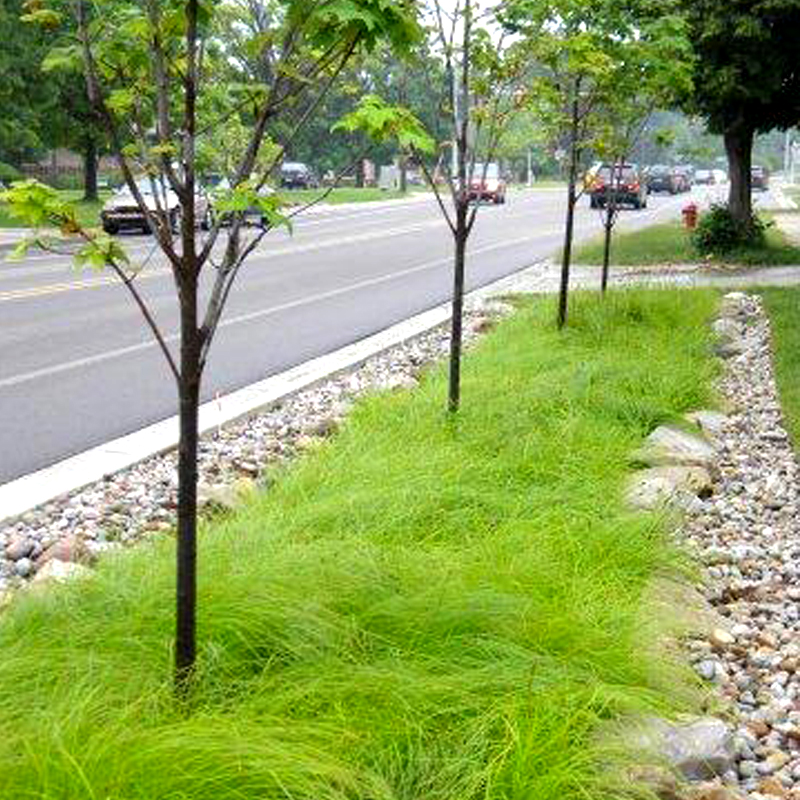 GRASS: Brown Fox Sedge