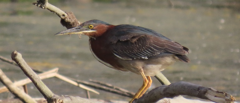 Green Heron - neck extender, Normally the Green heron keeps…