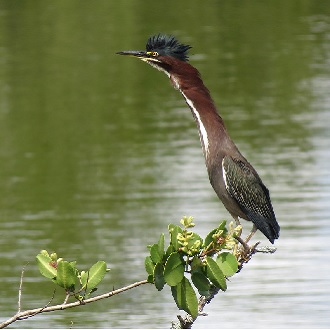 GREEN HERON -katja schulz CC-BY-2.0