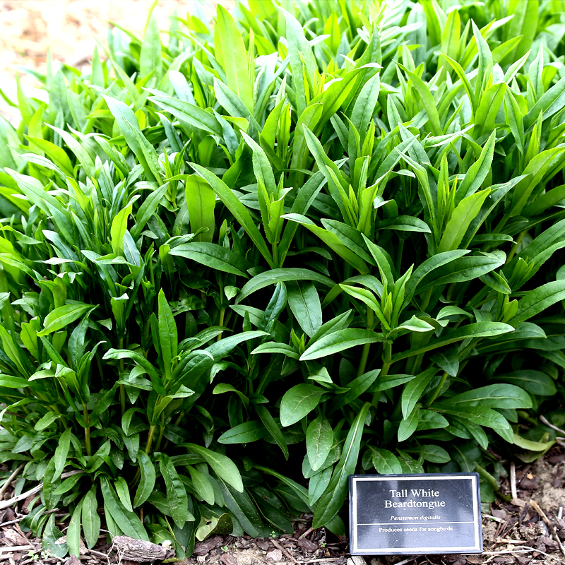 PERENNIAL: Foxglove Beard Tongue