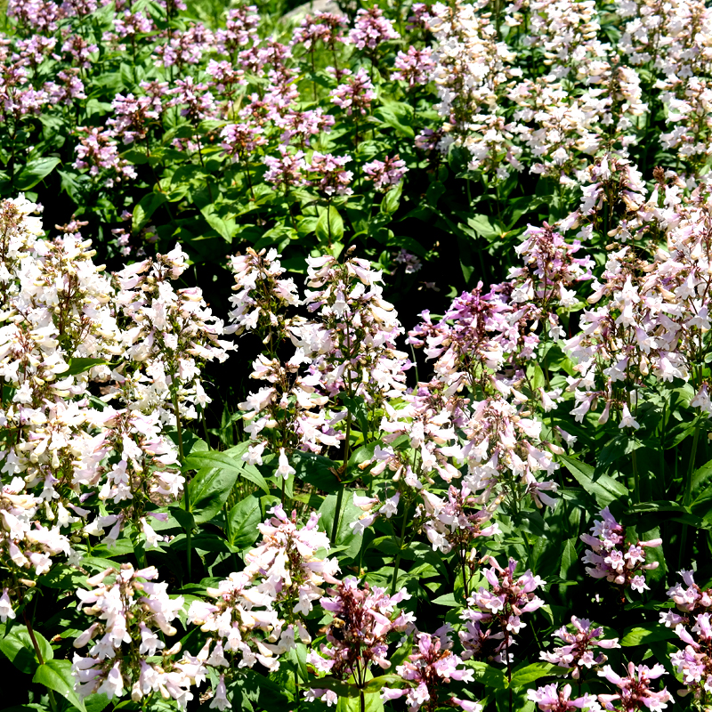 PERENNIAL: Foxglove Beard Tongue