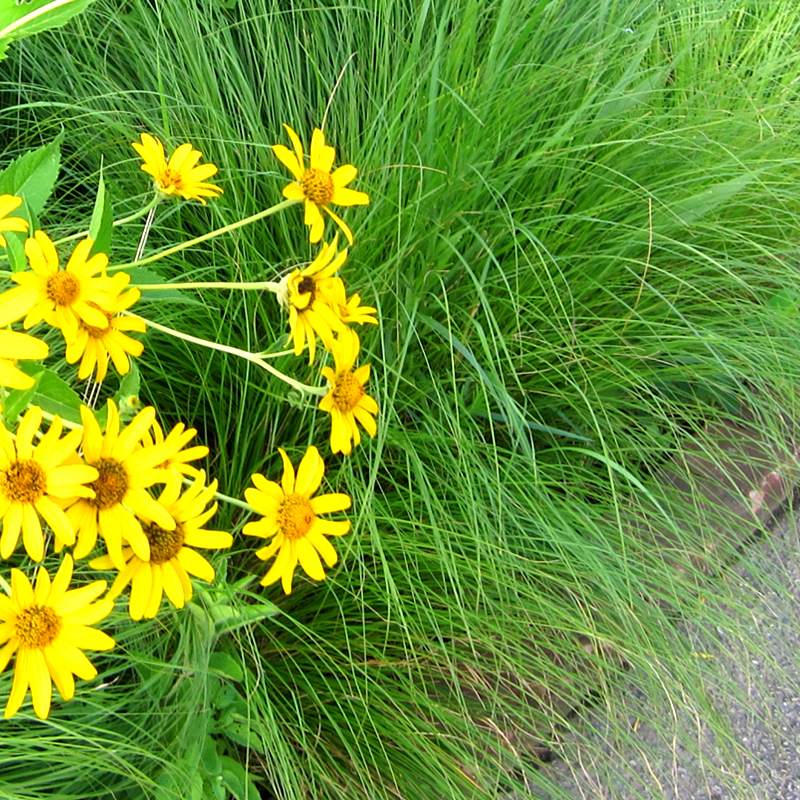 GRASS: Prairie Dropseed (3 pack)
