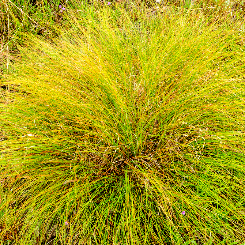 GRASS: Prairie Dropseed (3 pack)