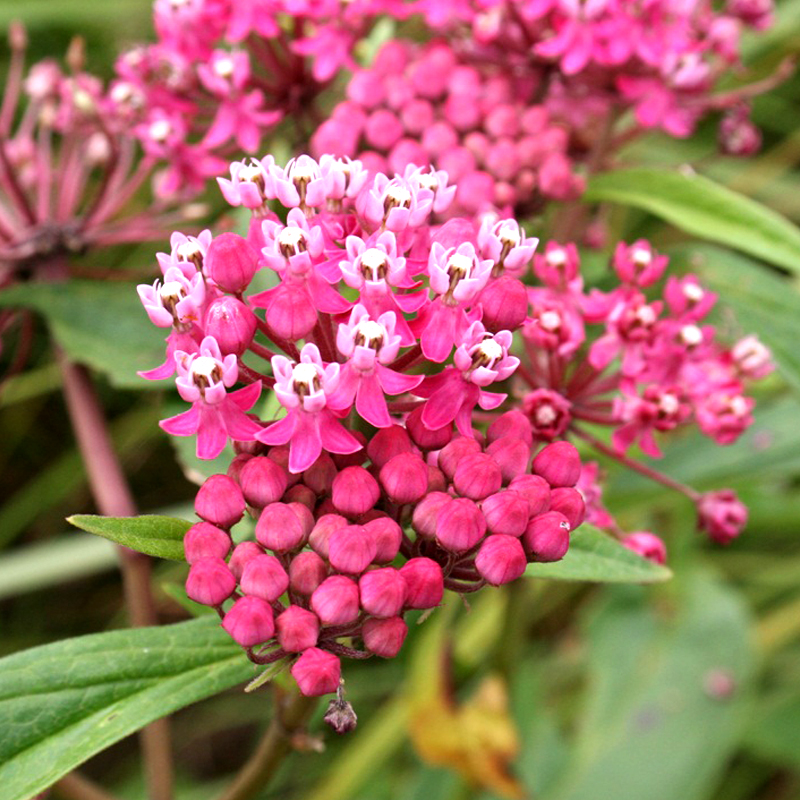 PERENNIAL: Swamp Milkweed