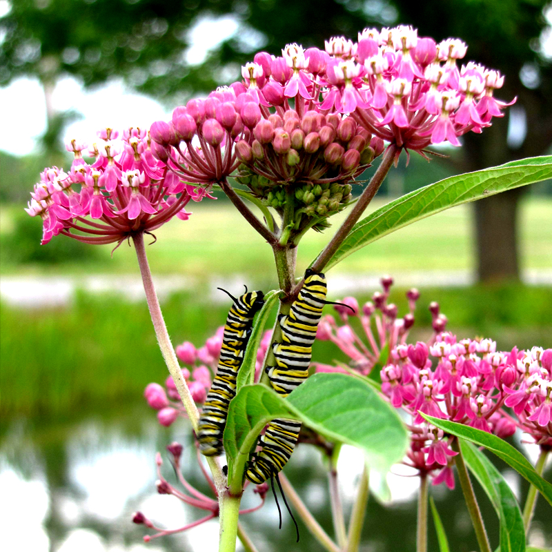 PERENNIAL: Swamp Milkweed