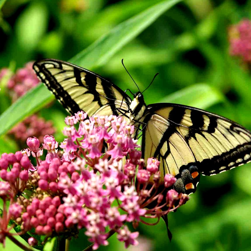 PERENNIAL: Swamp Milkweed
