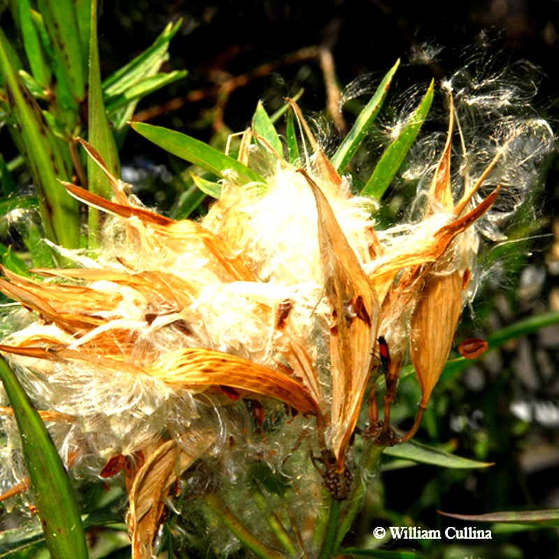 PERENNIAL: Swamp Milkweed